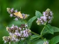 Kleiner hellbrauner Falter leicht gestreift